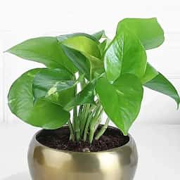 Money Plant Decor for Table