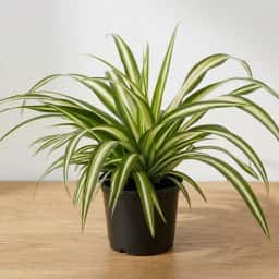 Indoor Spider Plant