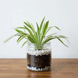 Spider Plant Glass Jar Terrarium