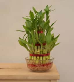 3 Layer Lucky Bamboo Plant