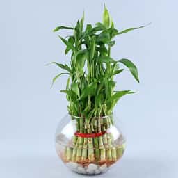 Bamboo Plant in Glass Vase