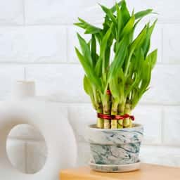 2 Layer Lucky Bamboo Plant