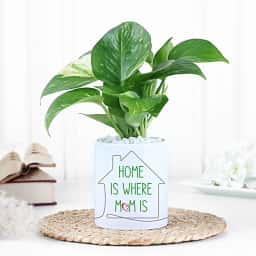 Aesthetic Money Plant for Home