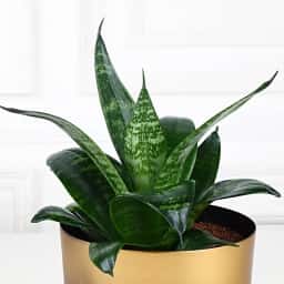 Snake Plant in Golden Pot Gift