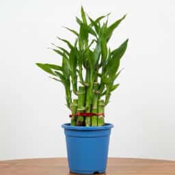 Lucky Bamboo Plant in Blue Pot