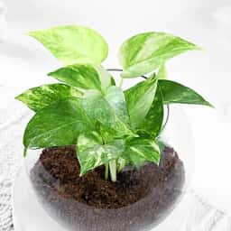Indoor Money Plant in Bowl