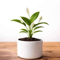 Peace Lily Plant