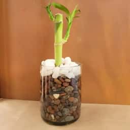 Baby Lucky Bamboo Tree