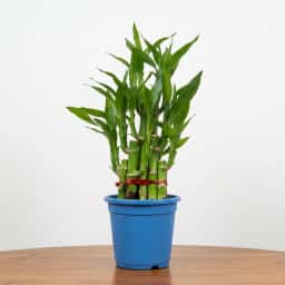 Lucky Bamboo Plant in Blue Pot