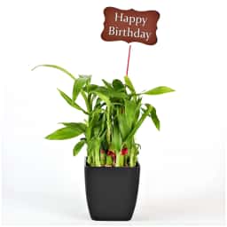 2 Layer Birthday Lucky Bamboo Plant