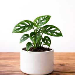 Monstera Broken Heart Plant