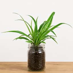 Spider Plant in Glass Jar