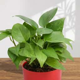 Money Plant Gift Pot