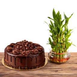 Chocolate Cake N 3 Layer Lucky Bamboo