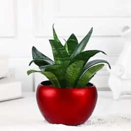 Easy Care Snake Plant Home Gift