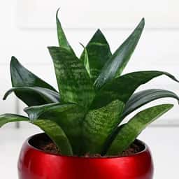 Easy Care Snake Plant Home Gift