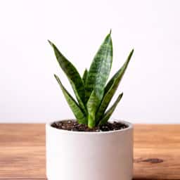 Snake Plant