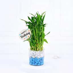 Lucky Bamboo with Stones Gift
