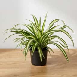 Indoor Spider Plant
