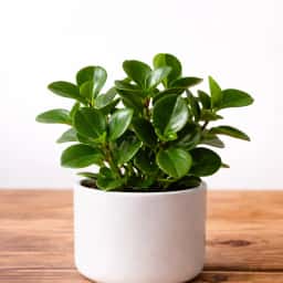 Peperomia Green Plant