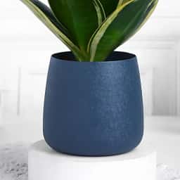 Green Snake Plant for Home & Office