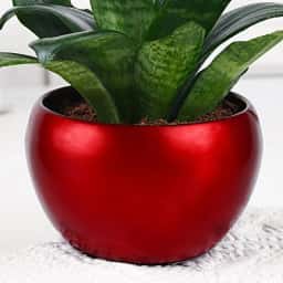 Easy Care Snake Plant Home Gift