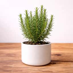 Rosemary Plant