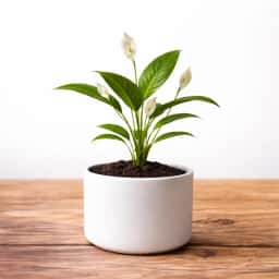 Peace Lily Plant
