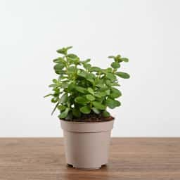 Jade Plant in Grey Pot