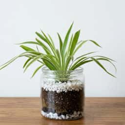 Spider Plant Glass Jar Terrarium