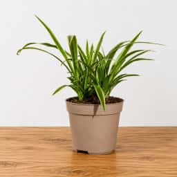 Spider Plant in Pot