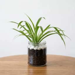 Spider Plant in Glass Pot