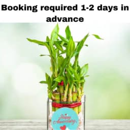 Lucky Bamboo Vase